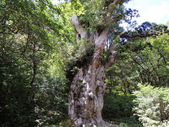 屋久島縄文杉