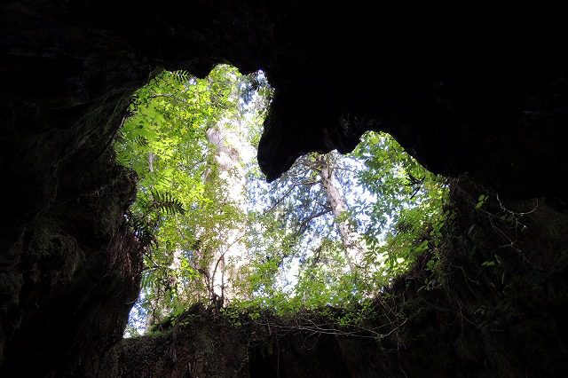 屋久島ウィルソン株